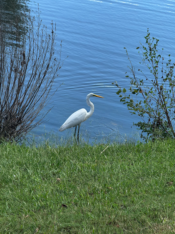 Egret